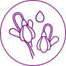 icon allantoin (1)