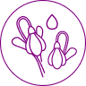 icon allantoin