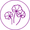 icon centella