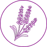 icon lavandula